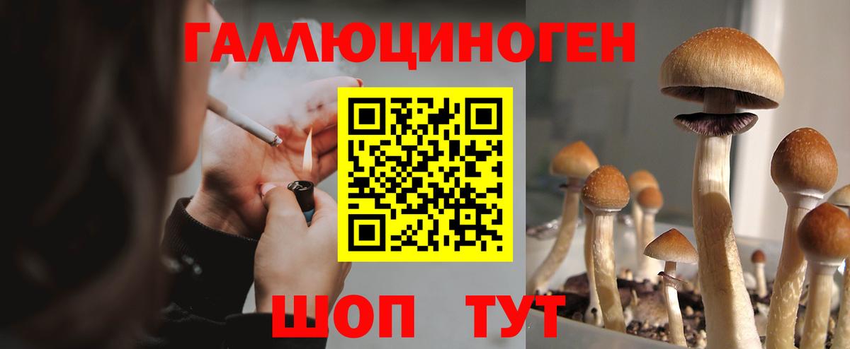 Псилоцибиновые грибы Psilocybe Рыбинск